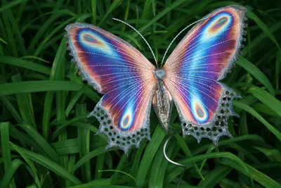 Картинки бабочек на аву (59 фото)