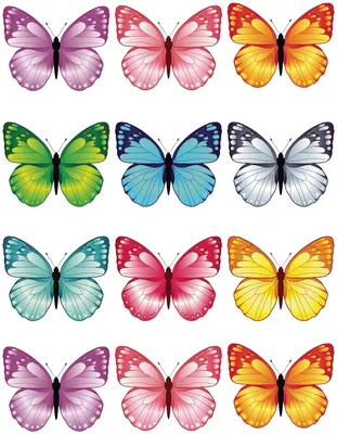 Рисунок разных бабочек - 74 фото