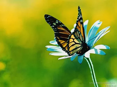 Картинки Бабочки - Фото Бабочки