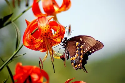 Бабочки На Цветах — стоковые фотографии и другие картинки Бабочка - Бабочка,  Сад, Чешуекрылые - iStock