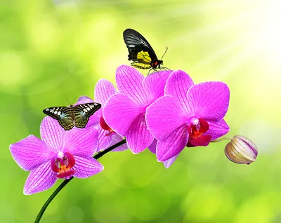 Картина «Бабочки на цветах весной», Радик Сивак