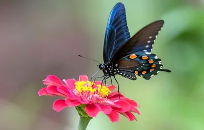 Фотозарисовка «Эти летающие цветы — бабочки…» (24 фото). Воспитателям  детских садов, школьным учителям и педагогам - Маам.ру