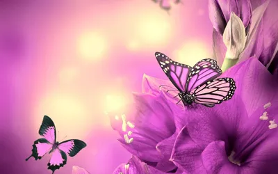 Бабочки Насекомые Цветы - Бесплатное фото на Pixabay - Pixabay