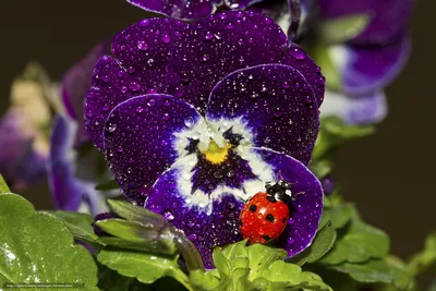 Бабочки - цветы!!! Авторские стихи. | Стихи Души - Олег Смирнов 0524. | Дзен