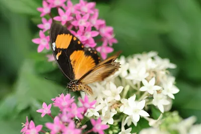Бабочки на цветах - фото и картинки: 91 штук