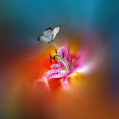 иллюстрация открытой красочной экзотической бабочки над цветами иллюстрация  бабочки Фото Фон И картинка для бесплатной загрузки - Pngtree