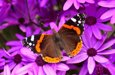 Картинки бабочки на цветах - 73 фото