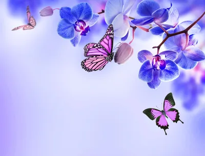 Обои на телефон бабочки цветы - 65 фото