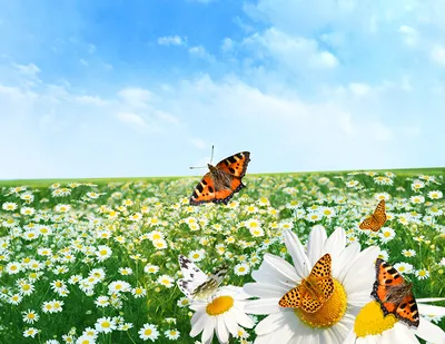 Парусники Бабочки Бабочка Цветы - Бесплатное фото на Pixabay - Pixabay