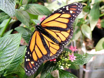 Бабочки разных цветов обычная полянка…» — создано в Шедевруме