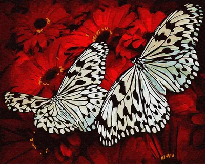Фотография бабочка Поля Цветы ромашка