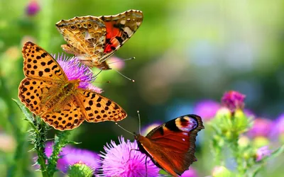 Скачать обои бабочки, цветы, яркие, нейросеть, раздел ии арт в разрешении  1280x800