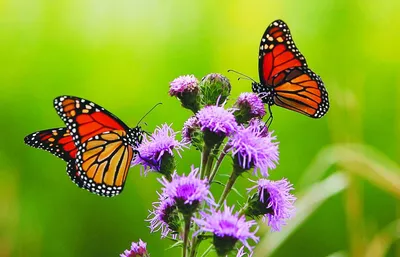 Butterflies and flowers. Бабочки и цветы. PNG. | Telas pintadas, Artistas,  Materiais artisticos