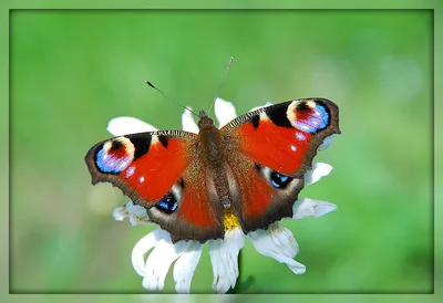 Бабочка Павлиний глаз проснулась в лесах Подмосковья - В регионе - РИАМО в  Мытищах