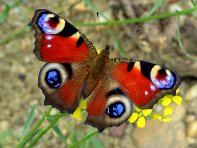 Бабочка Бабочки Павлиний Глаз Куст - Бесплатное фото на Pixabay - Pixabay