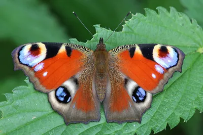 Картинки бабочки павлиний глаз фотографии