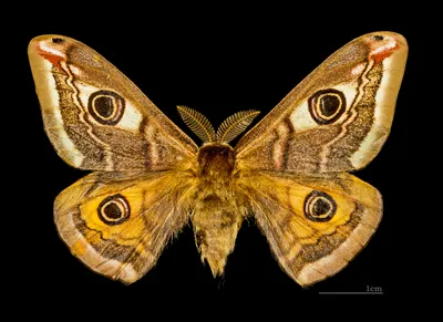 В Никополе студент сфотографировал бабочку года | Інформатор Нікополь
