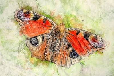 5 интересных фактов о жизни бабочки дневной павлиний глаз