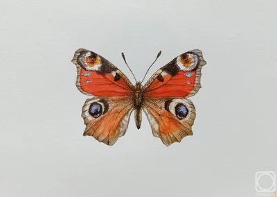 Галерея Макроклуба - В полет - бабочка павлиний глаз / Taking off - Inachis  io butterfly