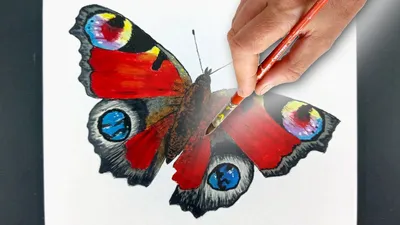 Дневной павлиний глаз - бабочка из детства | Занимательная биогеография |  Дзен