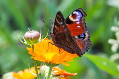 Бабочка дневной павлиний глаз фото | Бабочки, Красивые существа, Забавные  зверюшки