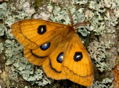 Утро доброе! Бабочка дневной павлиний глаз, акварель. | Бабочки, Акварель,  Павлин