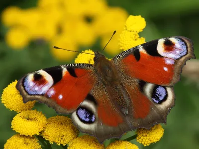 Бабочка дневной павлиний глаз Aglais…» — создано в Шедевруме