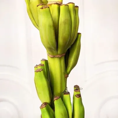 Рисунок банан в разрезе - 50 фото