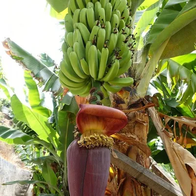 Польза бананов: чем бананы помогают организму | Роскачество