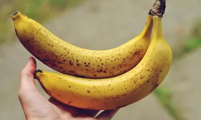 Банан комнатный - Banana. Уход за бананом, выращивание