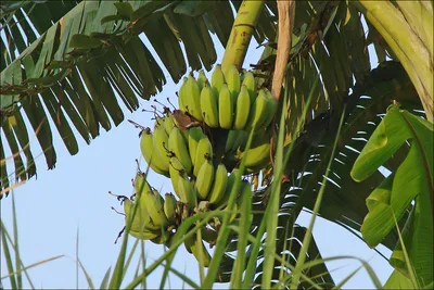2 банана стоковое фото. изображение насчитывающей группа - 38915922