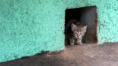 Спасение и пристройство бездомных животных в Украине | Facebook