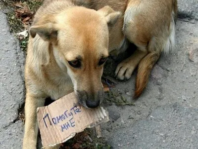 В Белгороде добровольцы построят \"дачу\" для бездомных животных - Российская  газета