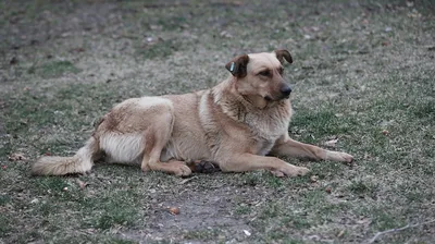 В Госдуме возмутились запрету кормить бездомных животных - РИА Новости,  24.04.2023