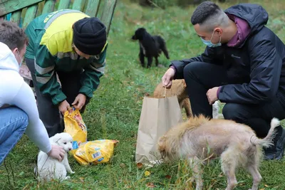 Камчатцев приглашают на День открытых дверей, посвященный Всемирному дню бездомных  животных