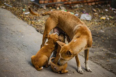 Без приюта мы не сможем бороться за животных». Как волонтёры Алмалыка  пытаются спасти приют для бездомных собак – Новости Узбекистана – Газета.uz