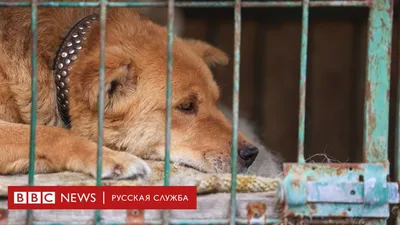 Нужно ли подкармливать бездомных животных – рассказали эксперты из  Ставрополя - АТВмедиа
