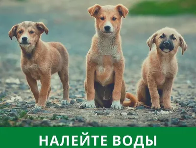 Депутаты в Бурятии разрешили убивать бездомных животных - BBC News Русская  служба