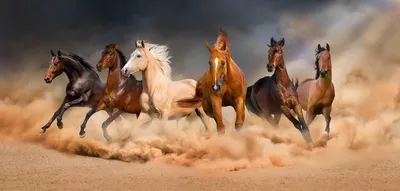 Купить фотообои \"Бегущие лошади\" в интернет-магазине в Москве
