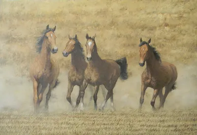 Картина на холсте \"Бегущие лошади\"