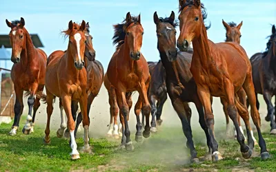 Фотообои Бегущие лошади купить в Москве, Арт. 17-4228 в интернет-магазине,  цены в Мастерфресок