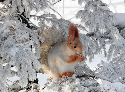 белки в дупле зимой: 8 тыс изображений найдено в Яндекс.Картинках |  Squirrel, Pet birds, Animals