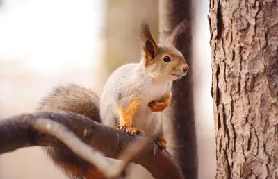 Виды белок в России и мире🐿️: описание, названия и фото белок