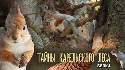 Белка обыкновенная, векша | Животный мир и природа Красноярского края
