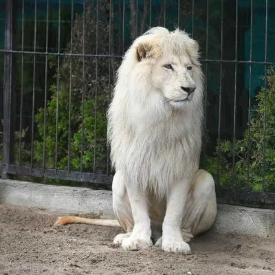 Портрет Белого Льва Выглядящий Крупным Планом — стоковые фотографии и  другие картинки Африка - Африка, Белый лев, Большой - iStock