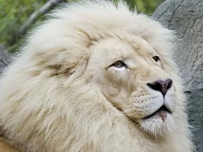 В Бердянске подрастает уникальный белый лев | Пикабу