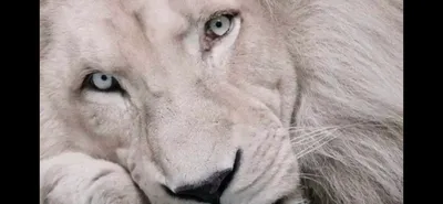 Котяра. Санкт-Петербург on X: \"Редкий белый лев Вид открыт сравнительно  недавно1975 году,насчитывает порядка 300 особей которые ныне обитают не в  дикой природе Африке,а в необходимых для сохранения вид условиях,которые  есть в специальных