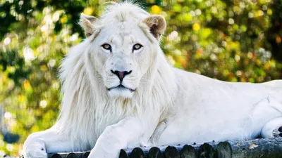 Лицо Белого Льва — стоковые фотографии и другие картинки Белый лев - Белый  лев, Величественный, Большой - iStock