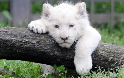 портрет грустного белого льва в клетке и взгляд через зоопарки. Стоковое  Изображение - изображение насчитывающей кошачий, посмотрите: 244759523