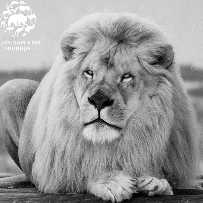 А знаете ли вы ? «Интересные факты: что нужно знать про белого льва» |  «Живая Планета» | Дзен